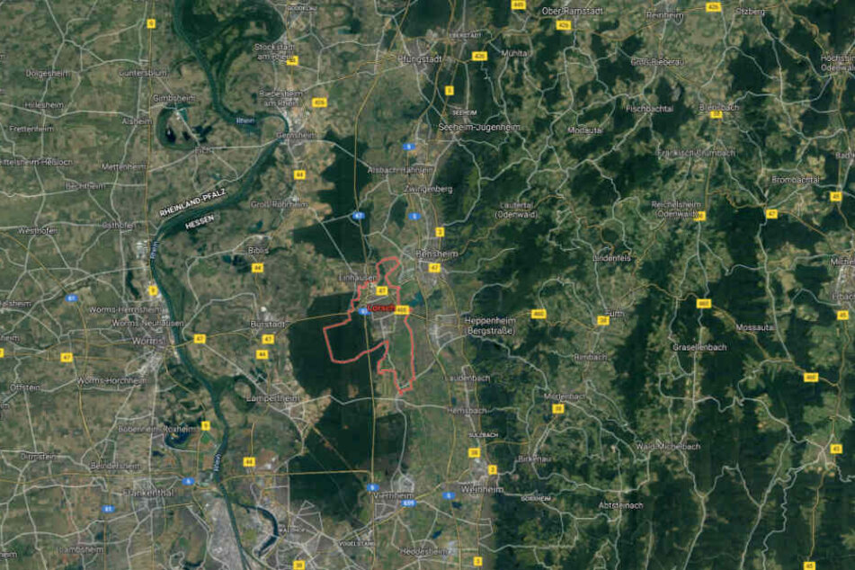 Ein Imker aus Lorsch an der Bergstraße hat die Asiatsische Hornisse entdeckt und fotografiert.
