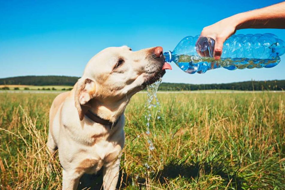 Seinem Vierbeiner darf man noch Trinkwasser geben.