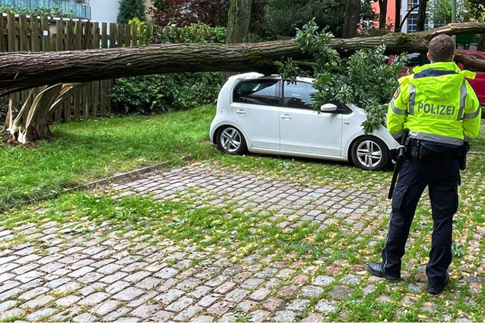 Hoher Sachschaden und große Aufregung: Baum kracht auf mehrere parkende Autos