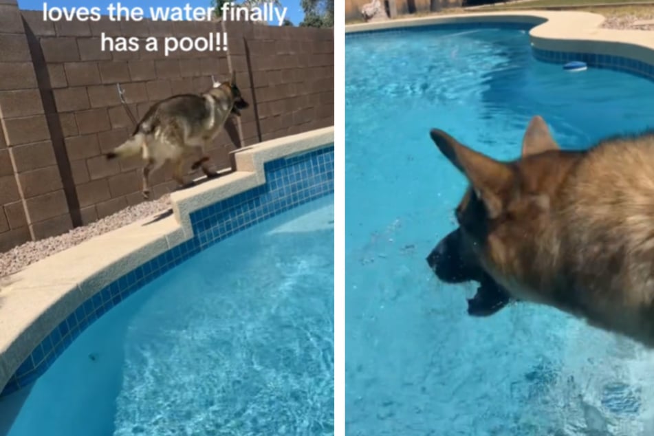 Nachdem er das Schwimmbecken erst vorsichtig umkreist hatte, traute sich der Hund schließlich ins Wasser.