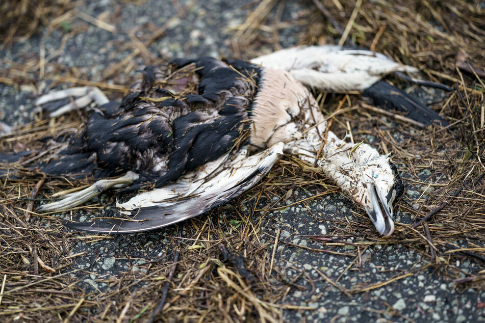 Tausende Vögel sind bereits gestorben.