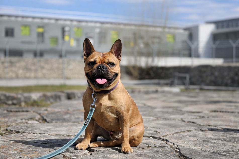 Louie ist eine typische Bulldogge, die auch mal stur und eigenwillig sein kann.