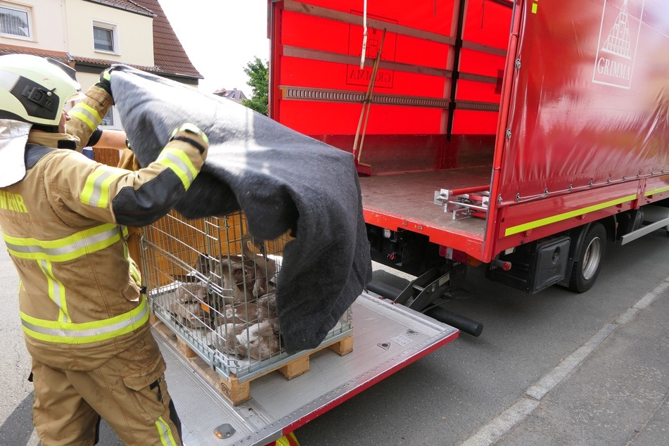 Die Feuerwehr in Grimma ist schon einiges an tierischen Einsätzen gewöhnt. Gekonnt verlädt ein Feuerwehrmann die Schwanen-Gruppe in ein Transportfahrzeug.