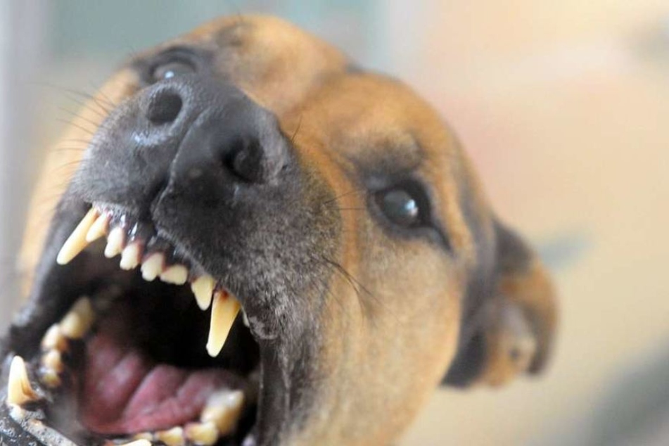 Der Junge radelte mit seiner Mutter auf der Friedensstraße, als ihn plötzlich ein Hund anfiel! (Symbolbild)