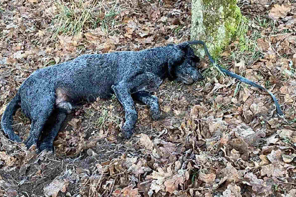 Reglos liegt der Hund auf dem Waldboden, wie als ob er in einen eisigen Schlaf gefallen wäre.