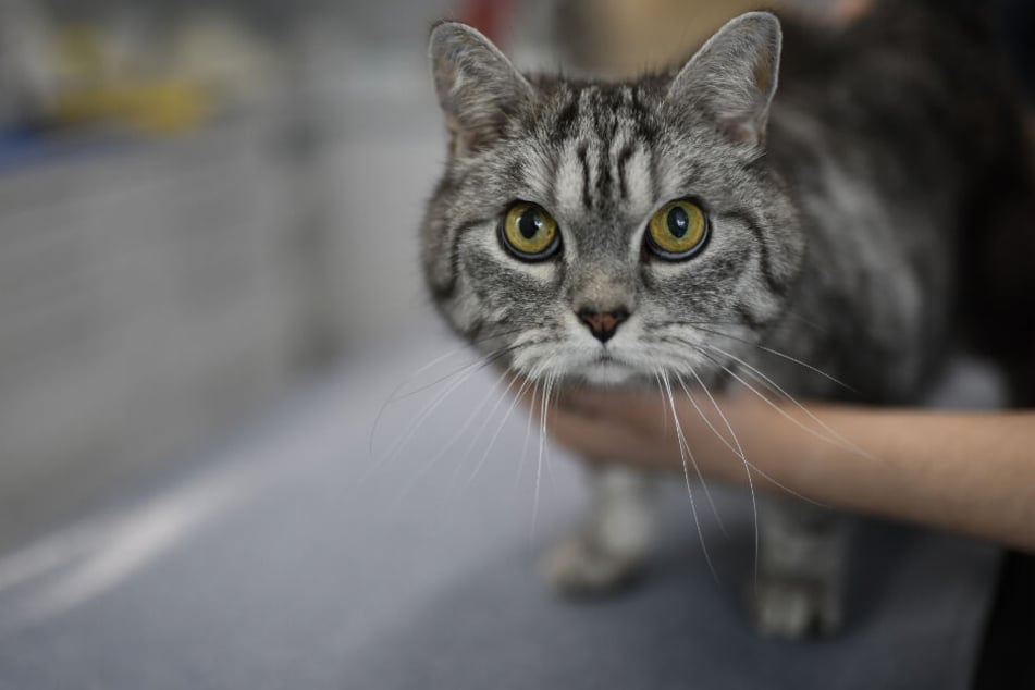 Die Katzen wurden verletzt. (Symbolbild)