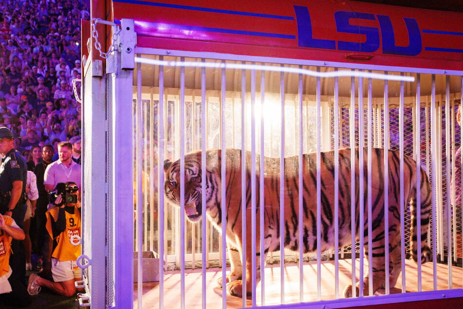 A live tiger in a cage is brought onto the field before the game between the LSU Tigers and the Alabama Crimson Tide at Tiger Stadium on November 9, 2024.