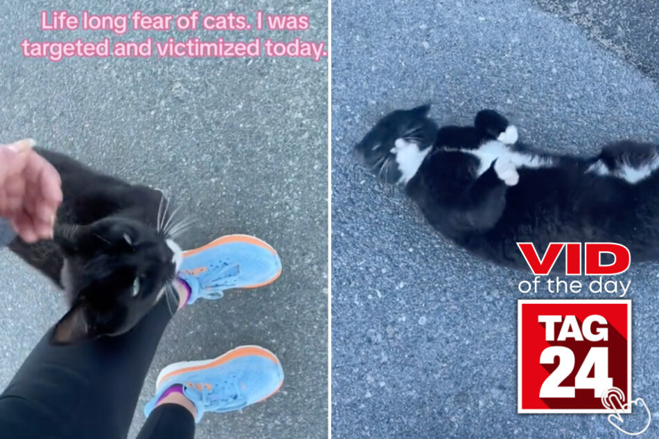 Today's Viral Video of the Day features a girl who almost got over her fear of cats, until a stray one gave her a love bite she'll never forget.