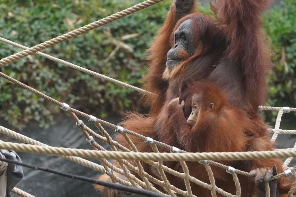 Orang-Utan-Nachwuchs Berani sitzt auf dem Schoß von Ziehmutter Bella im Tierpark Hagenbeck.