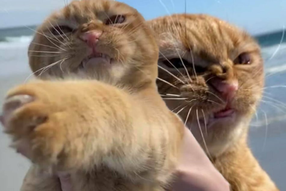 This frowning feline might just be the new Grumpy Cat