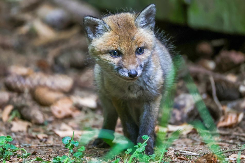 Besucher des Nationalparks Harz hatten zuletzt immer wieder Wildtiere gefüttert. (Symbolfoto)