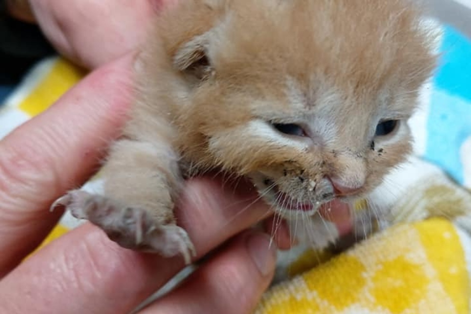 Zum Glück konnte das Kitten rechtzeitig gerettet werden.