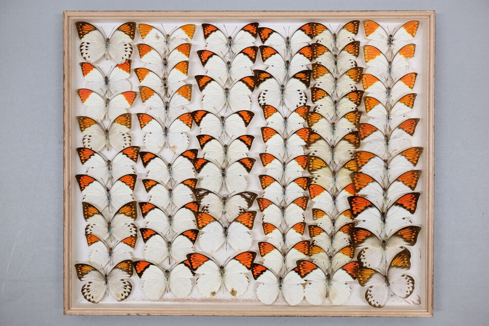 Auch Schmetterlinge von den Philippinen gehören zur Sammlung.