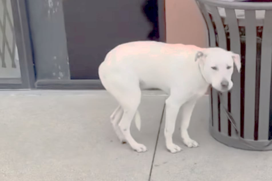 Vyděšená fena je opuštěna: Co zachránci čtou na lístku vedle ní, rozbije srdce každému.