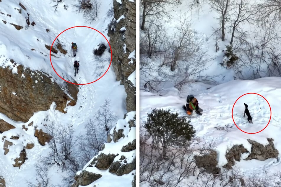 Wahres Weihnachts-Wunder: Hund nach Wander-Unfall vom eisigen Berg gerettet