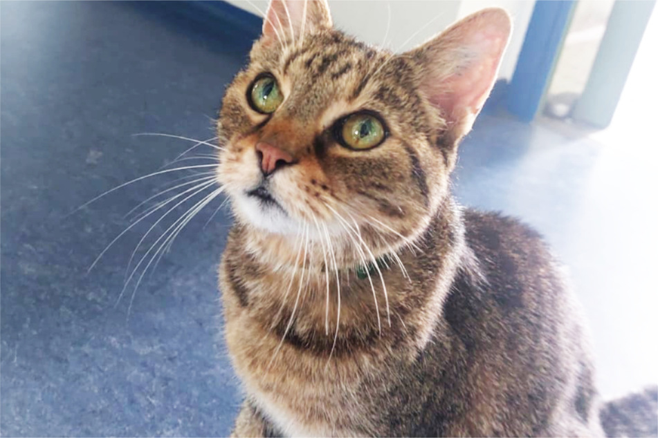 Dieser äußerst zutrauliche Kater hat die Station der Autobahnpolizei Gau-Bickelheim als sein neues Zuhause auserkoren.