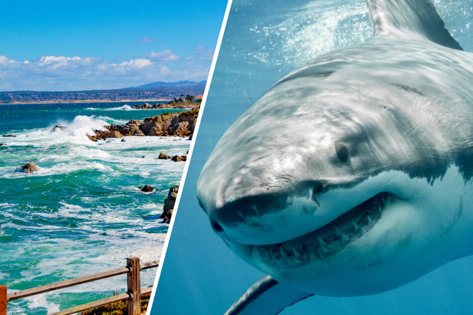 "Sechs-Meter-Mega-Hai" richtet Blutbad an: Mann (62) überlebt wie durch ein Wunder!