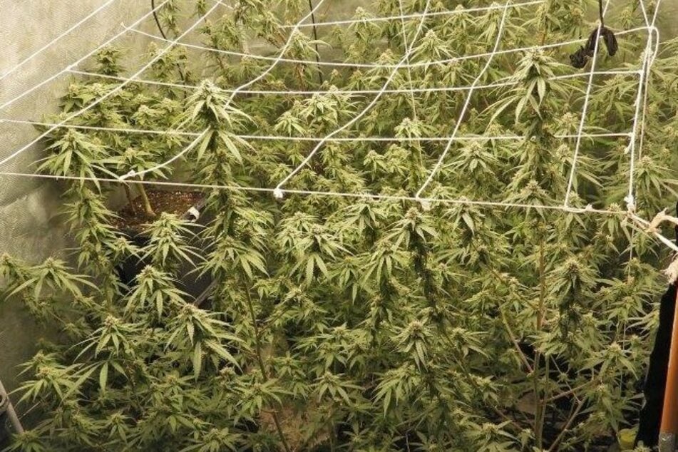 Köln: Cannabis im Hinterzimmer: Polizei schnappt 39-jährigen Drogenanbauer
