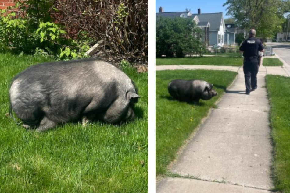 The pig named Albert's weakness was shamelessly exploited by his owner and police as they tricked him into coming back home.