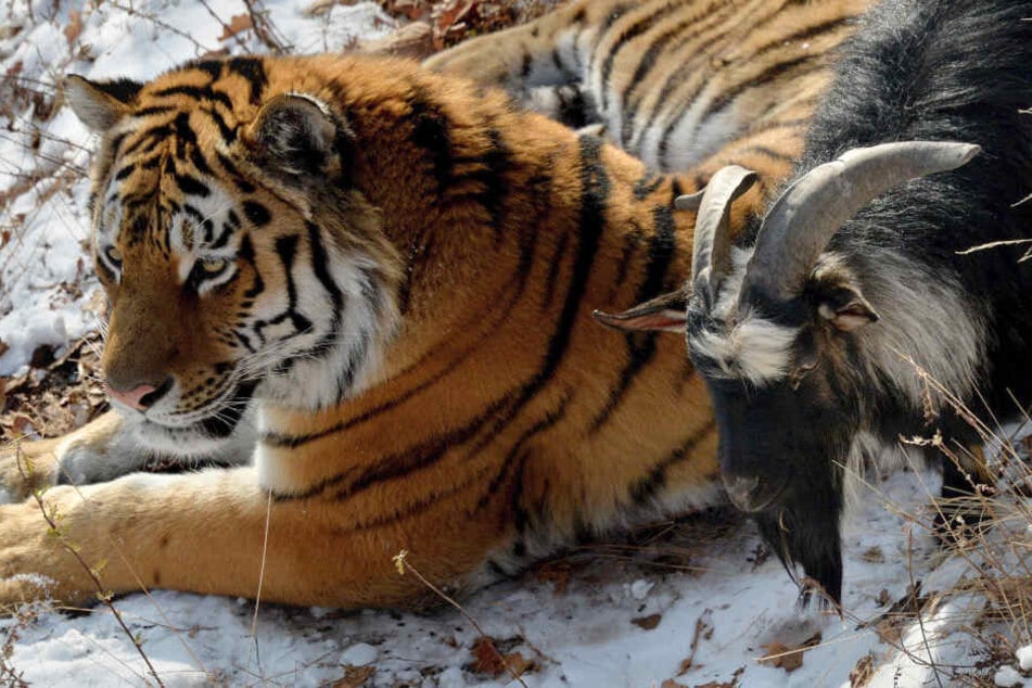 Ziemlich beste Freunde: Amur (l.) und Timur.