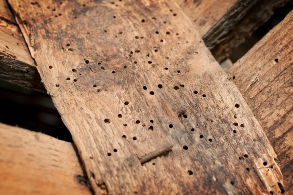 Hölzerne Balken auf feuchten und kühlen Dachböden sind der ideale Lebensraum für Holzwürmer.