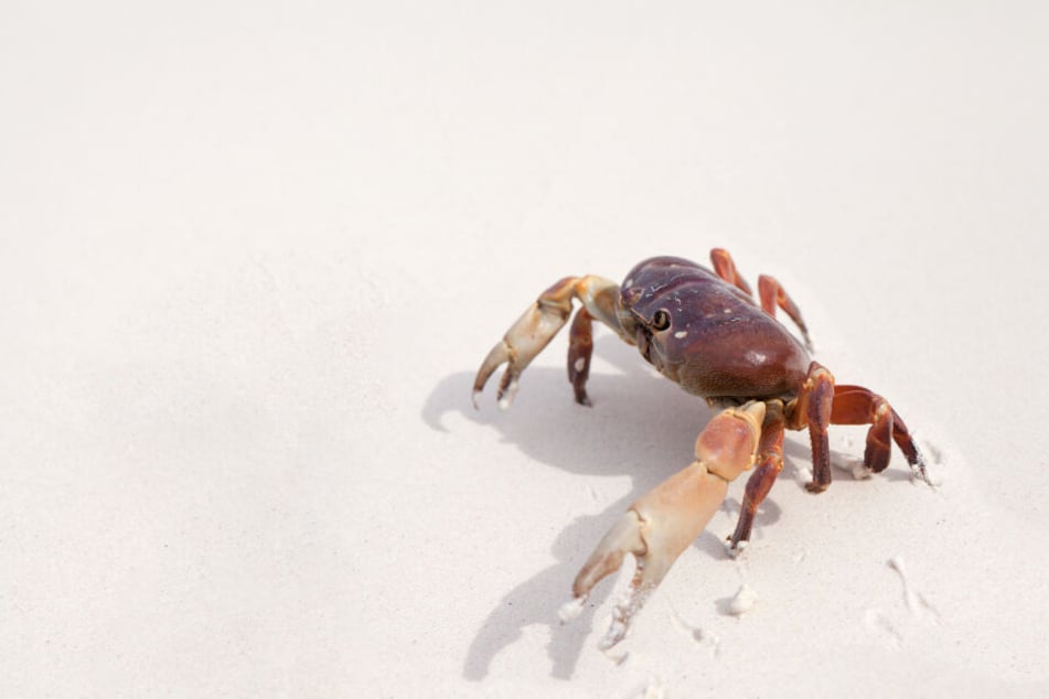 Unter dem Sand versteckte sich eine Krabbe. (Symbolbild)