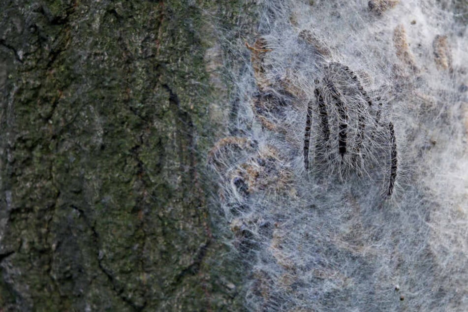 Die giftigen Krabbeltiere spinnen sich in ihren Nestern regelrecht ein.