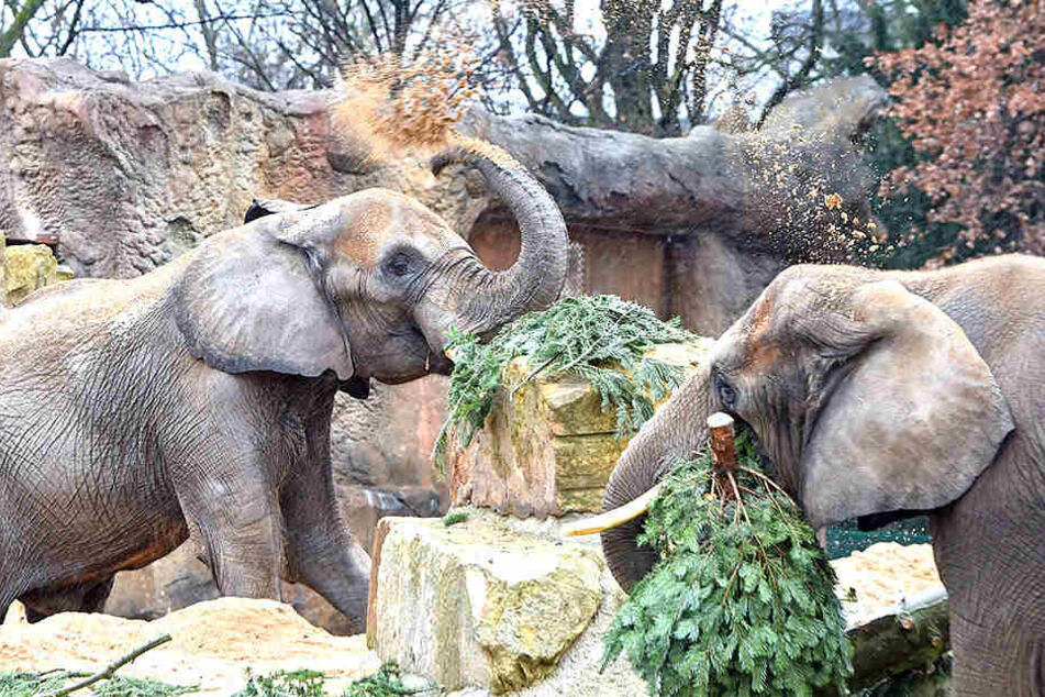 Für die Elefanten im Zoo eine leckere Abwechslung.
