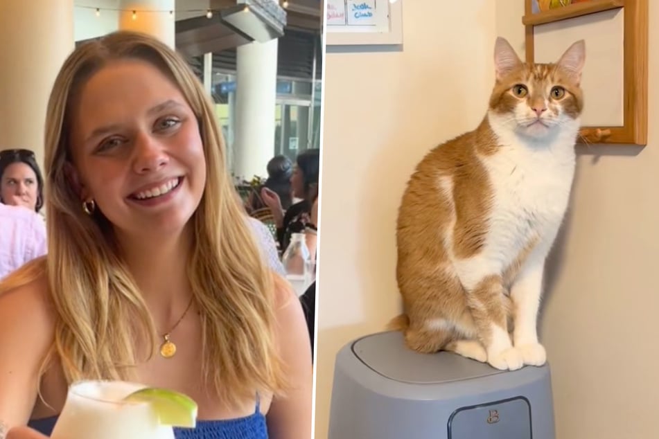 La mujer acaba de terminar la planificación del calendario: Lo que su gato hace luego la sorprende inesperadamente