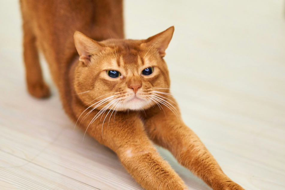 Abyssinians generally have sandy-colored coats.