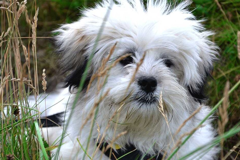 Bei der eingeschläferten Hündin handelte es sich um einen Lhasa Apso-Mischling (Symbolbild).
