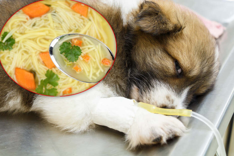 Fotomontage: Die Hunde des eigentlichen Opfers aßen die Nudelsuppe und überlebten nur knapp (Symbolbild).