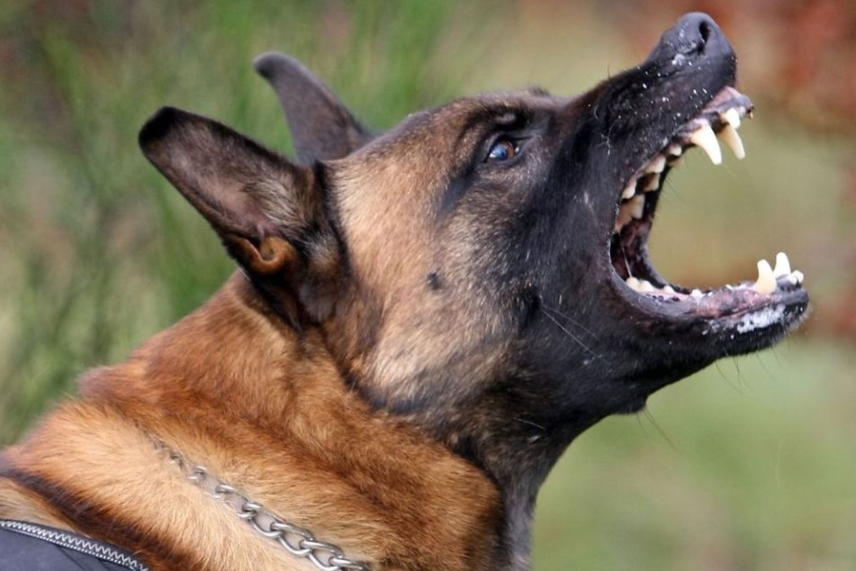 Die Gruppe hetzte den Hund auf die Frau, die stürzte und dann von dem Tier gebissen wurde. (Symbolbild)