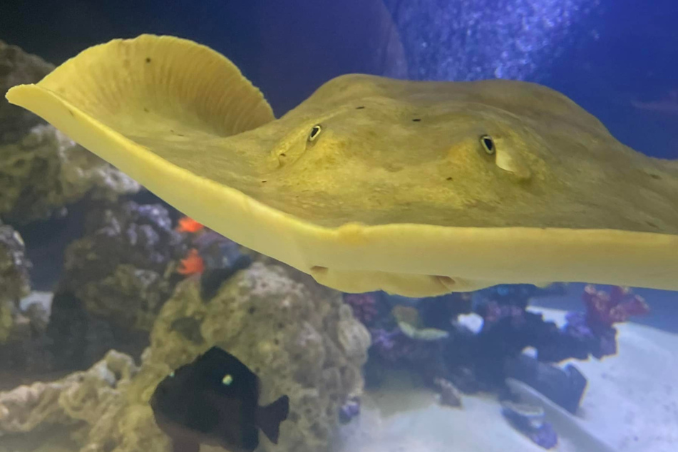 This stingray's mystifying pregnancy turned out to be a disease.