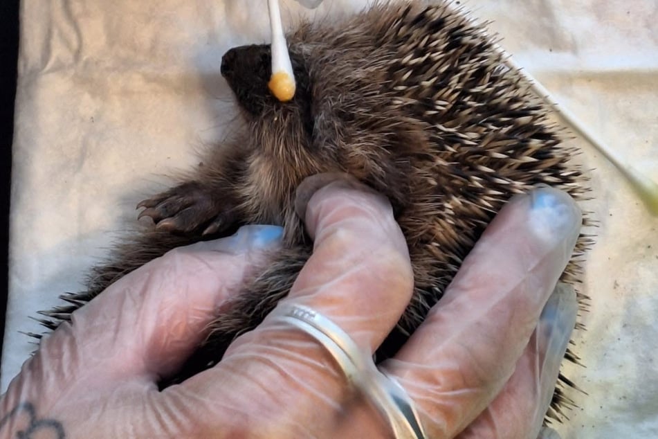 Immer wieder sind die kleinen Stachler auch verletzt und müssen medizinisch versorgt werden.