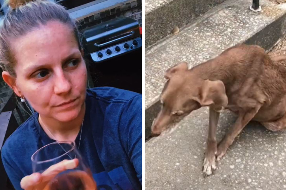 Abschied für immer: Frau rührt Menschen mit bewegendem Video ihres Hundes zu Tränen