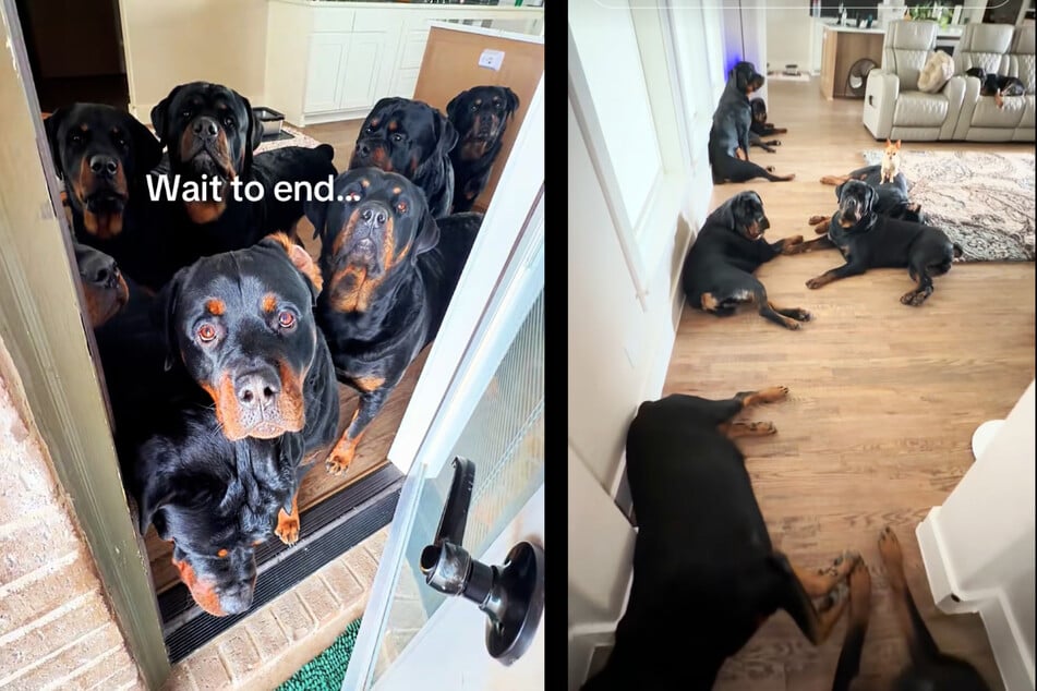 Bei Ruben Gonzales wohnen neun Rottweiler unter einem Dach - und ein winziger Chihuahua.