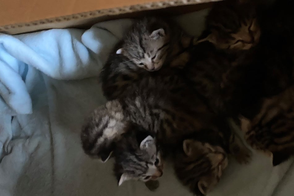 Die rund 40 Kätzchen wurden allesamt aus einer einzigen Wohnung im hessischen Wetteraukreis befreit.