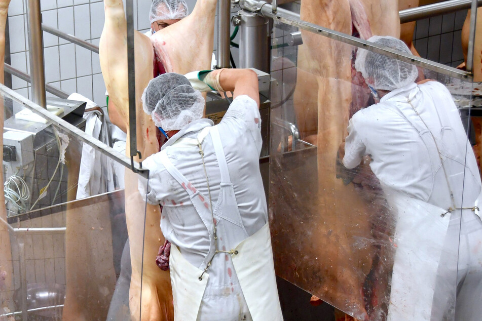 Tönnies hat die Genehmigung wieder Schweine zu zerlegen.