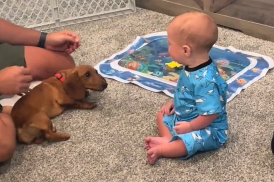 Schade, schade: Hund und Baby leben nicht im selben Haushalt. Dackel Sherman war nur für eine Woche zu Besuch.