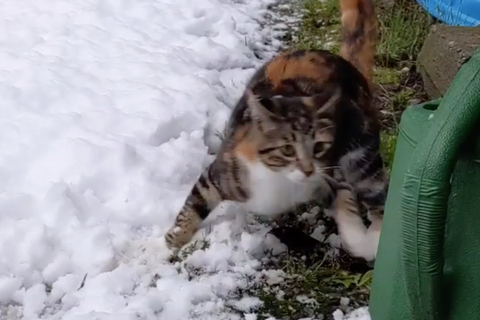 So richtig überzeugt ist die Katze von dem kühlen Nass zunächst nicht.