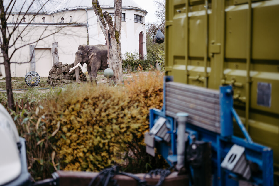 Die Elefantenkuh Panang wurde mit einem Spezialcontainer nach Zürich gebracht.