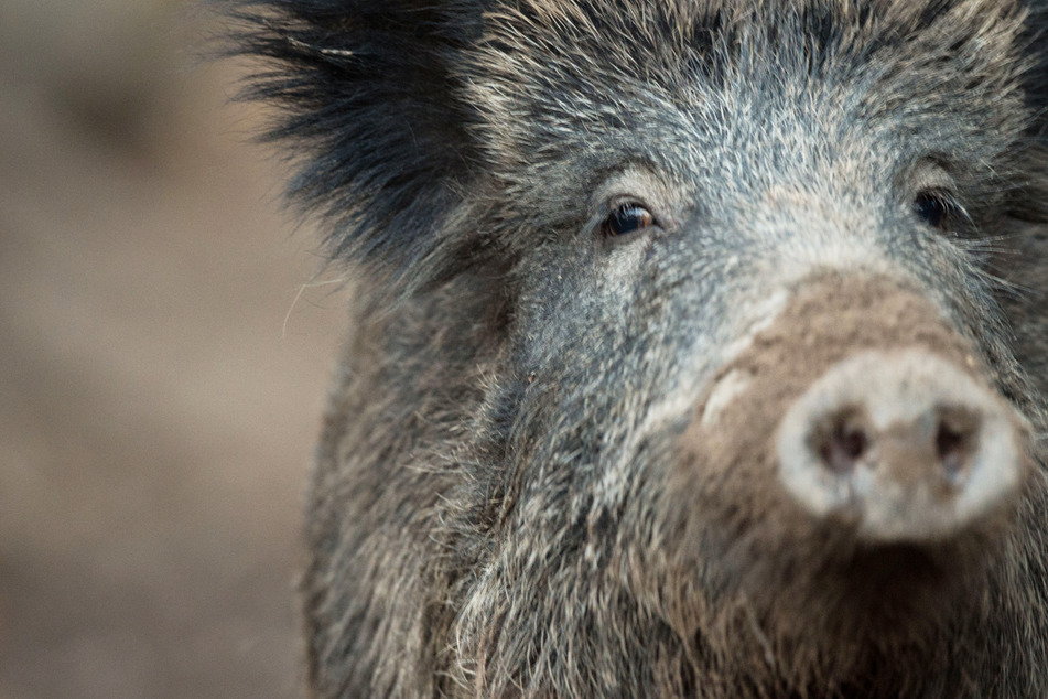 Schockierende Studie zeigt: Wildschweine bis heute durch Atomwaffentests deutlich belastet!