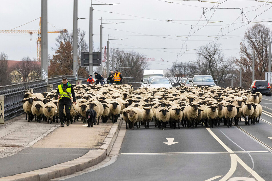 Mehr als 100 Schafe zogen am Samstagmittag über die Albertbrücke.