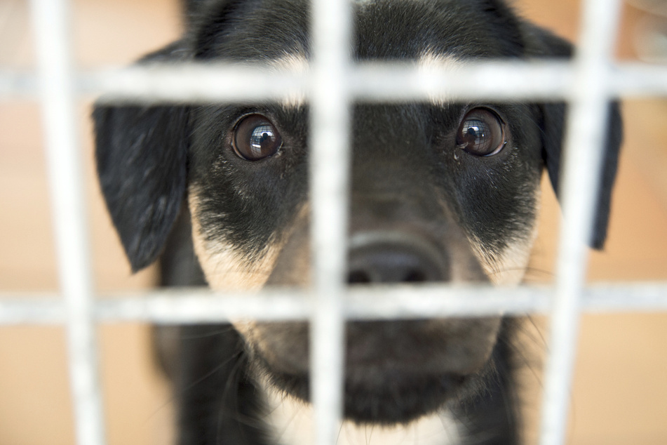Ausgerechnet vor Weihnachten: Berliner Tierheim hat kein Platz für Hunde mehr