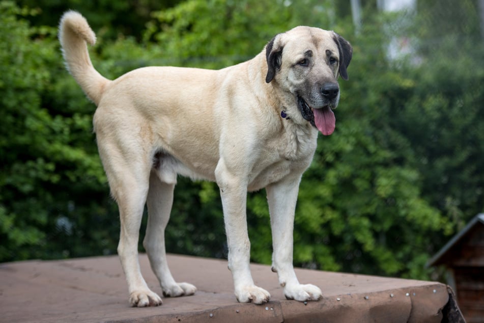 Bei einer Radtour in Istanbul wurden er und seine Begleiter von Kangal-Hütehunden umstellt. (Symbolbild)