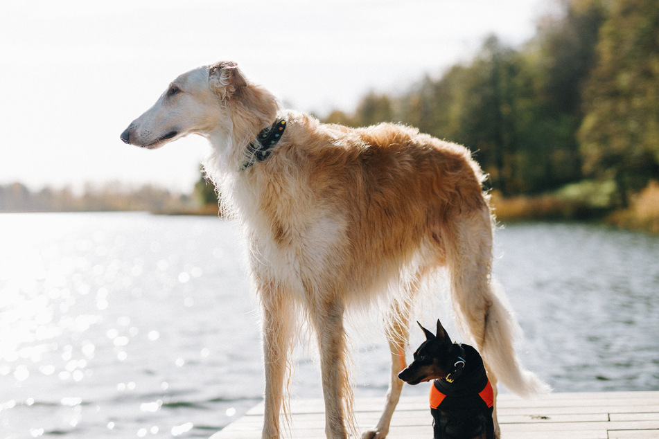 Borzois are interesting dogs, but often not the best pick for a family pet.