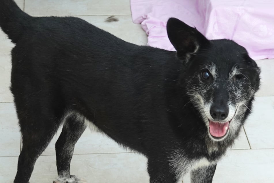 Otto hat nur noch ein Auge und ein Ohr: Hund glänzt mit "Piratencharme" und hofft auf Happy End