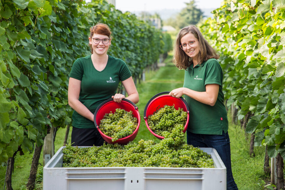 Arbeiterinnen im Weinberg des Herrn: Die Winzerinnen Ira Marie Hausdorf (20) und Josefine Büttner (25, v.l.) füllen die Bütten mit Reben im Akkord.