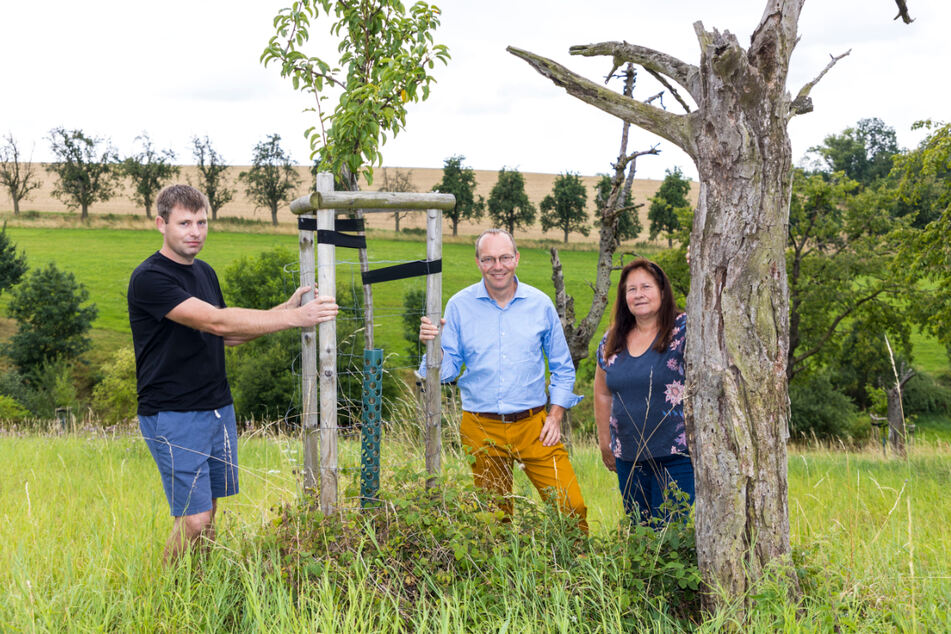 Der Fokus liegt auf dem Erhalt und der Verjüngung sowie der Neuanlage von Streuobstwiesen. Gestern startete Umweltminister Wolfram Günther (51, Grüne, Mitte) das neue Projekt auf der Wiese von Marc (34) und Marleen Richter (59) in Käbschütztal.